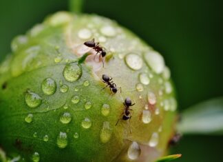 Co przyciąga mrówki?